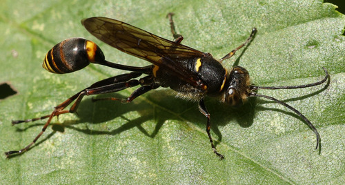 Asian Mud-dauber Wasp