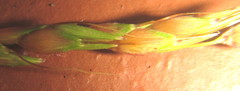 Sorghum arundinaceum
