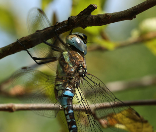 Migrant Hawker