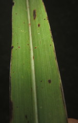 Sorghum arundinaceum