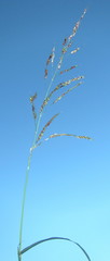 Sorghum arundinaceum