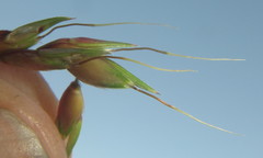 Sorghum arundinaceum