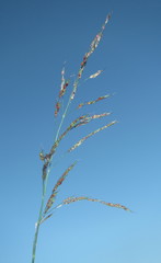 Sorghum arundinaceum
