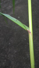 Sorghum arundinaceum