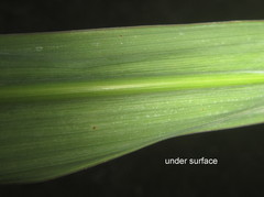 Sorghum arundinaceum