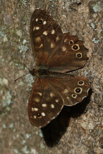 Speckled Wood