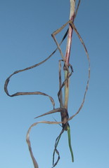 Sorghum arundinaceum