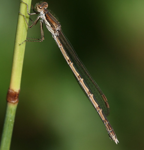 Common Winter Damselfly