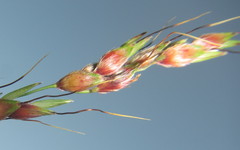 Sorghum arundinaceum