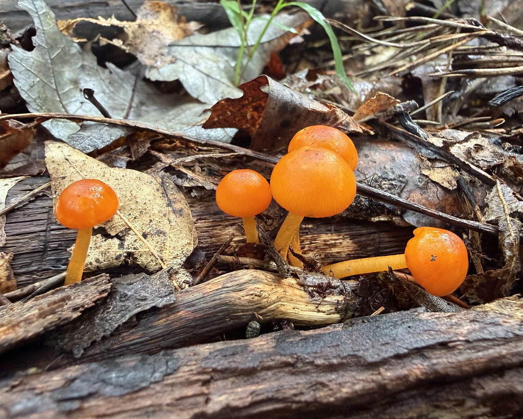 orange mycena · September 2026 · photo: Photo: (c) Fluff Berger, some rights reserved (CC BY-SA) · iNaturalist