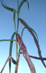 Sorghum arundinaceum