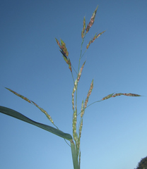Sorghum arundinaceum