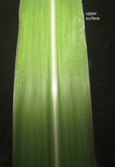 Sorghum arundinaceum