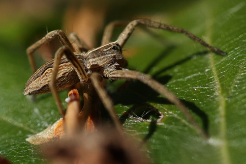 European Nursery Web spider