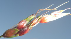 Sorghum arundinaceum