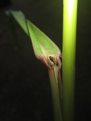 Sorghum arundinaceum