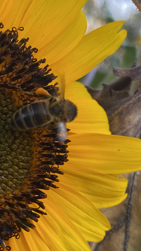 Western Honey Bee