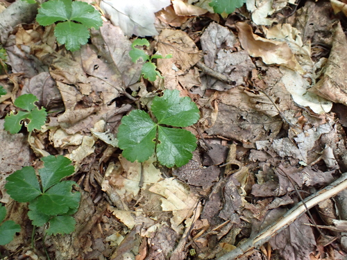 Coptis trifolia, photograph 6