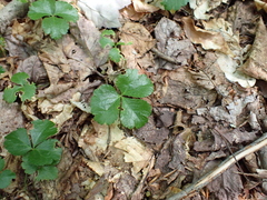 Coptis trifolia, photograph (c) Steven Lamonde, some rights reserved (CC BY)