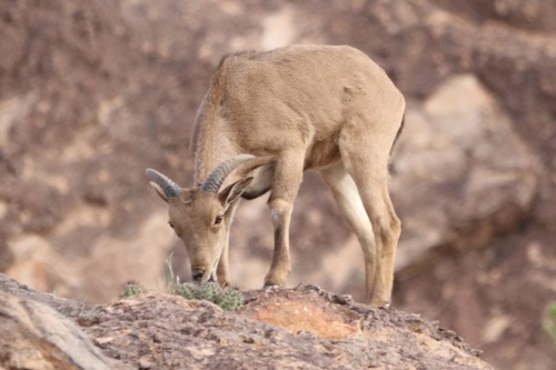 Aoudad