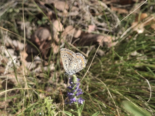 Common Blue
