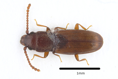Cryptolestes duplicatus