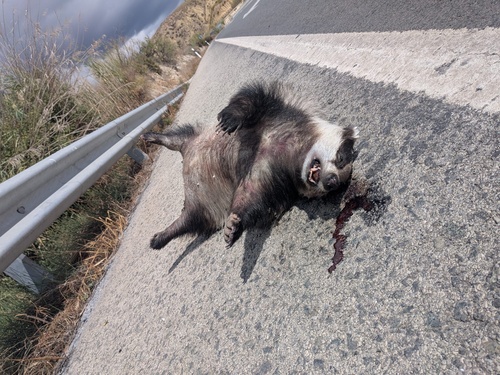 European Badger