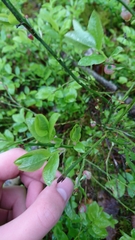 Vaccinium myrtillus