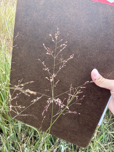 switchgrass