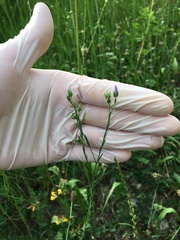 Linum