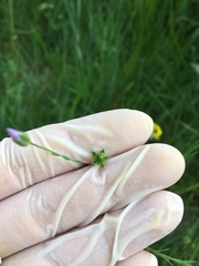 Linum