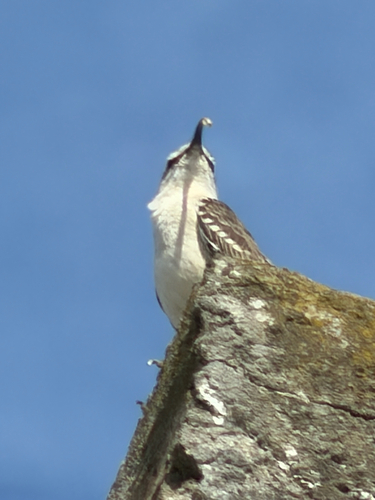 Chalk-browed Mockingbird