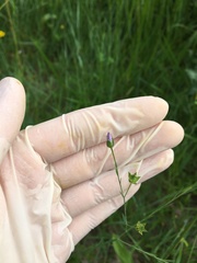 Linum