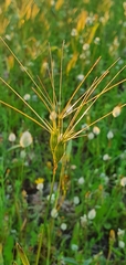 Aegilops