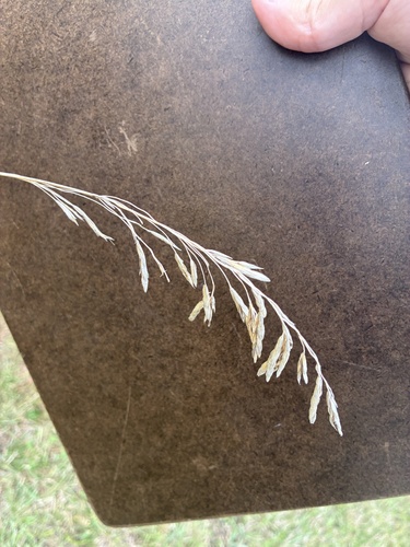 Smooth Brome