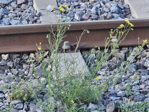 Narrow-leaved Ragwort