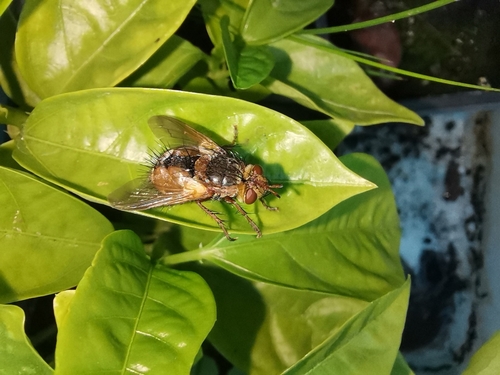 Common Tachinid