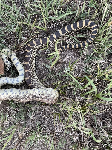 Gopher Snake