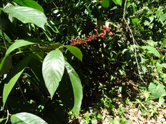 Odontonema