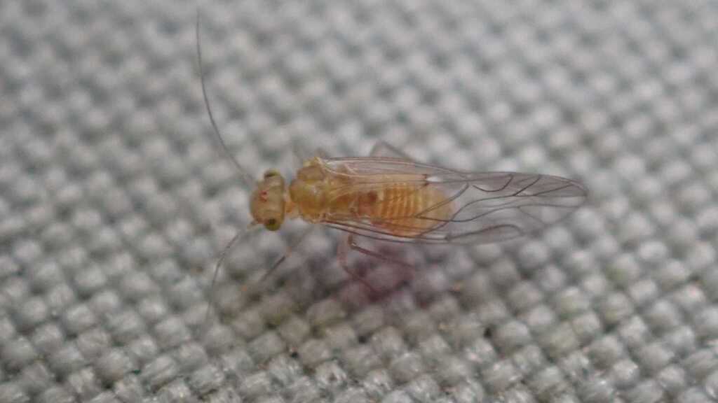 Lachesilla quercus