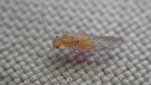 Lachesilla quercus