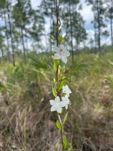 Jacquemontia curtissii