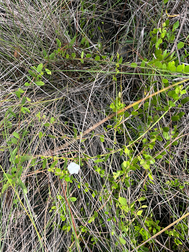 Jacquemontia curtissii, photograph 3