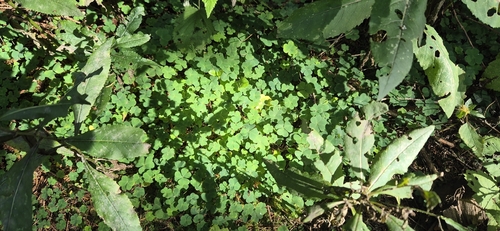 European wood-sorrel