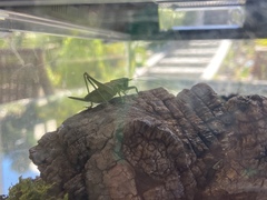 Tettigonia viridissima