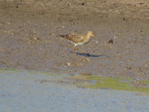 Pectoral Sandpiper