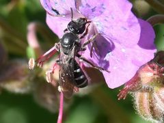 Lasioglossum sexnotatum