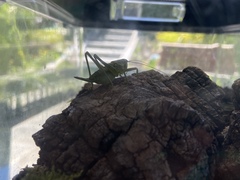 Tettigonia viridissima