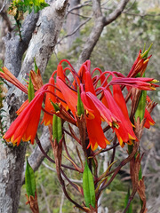 Blandfordia punicea