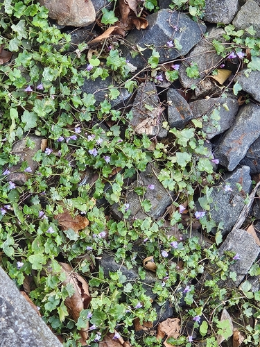 Ivy-leaved toadflax